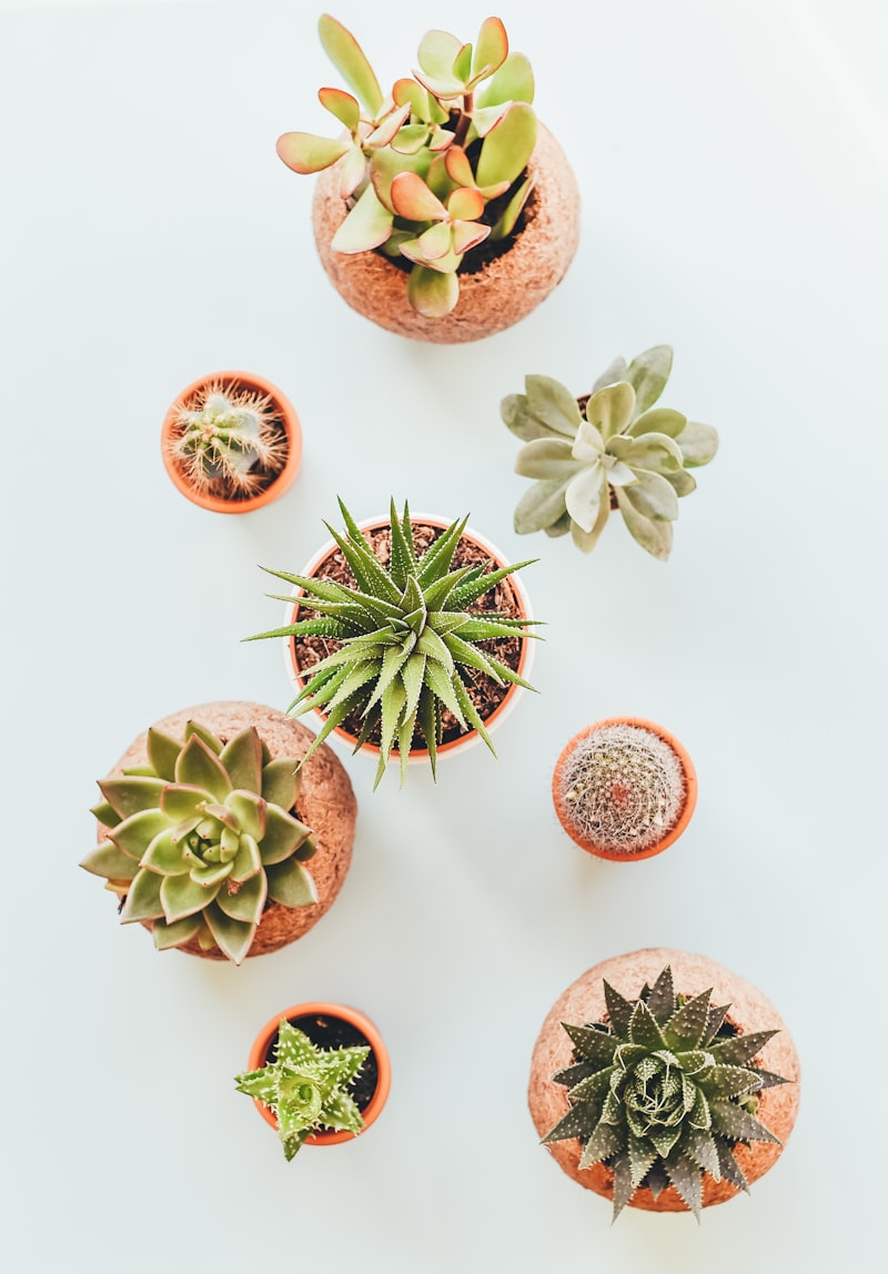 Artificial succulent set 4 pack mini faux plants