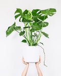 Artificial Monstera Deliciosa Plant in White Pot