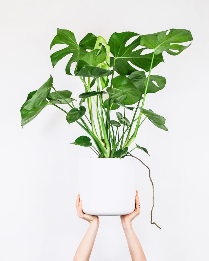 Artificial Monstera Deliciosa Plant in White Pot